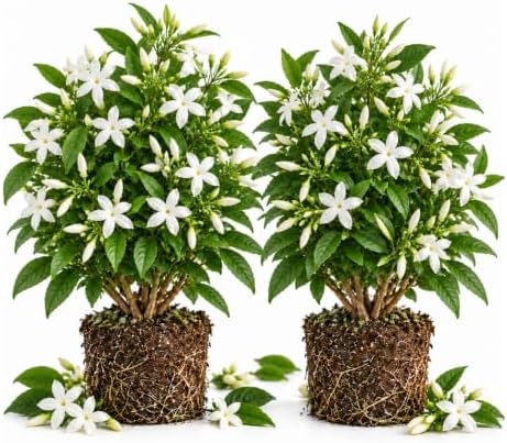 Set of 2 Live Poet Jasmine Shrubs, 4–6"Tall, Fragrant Flowers - Image 2