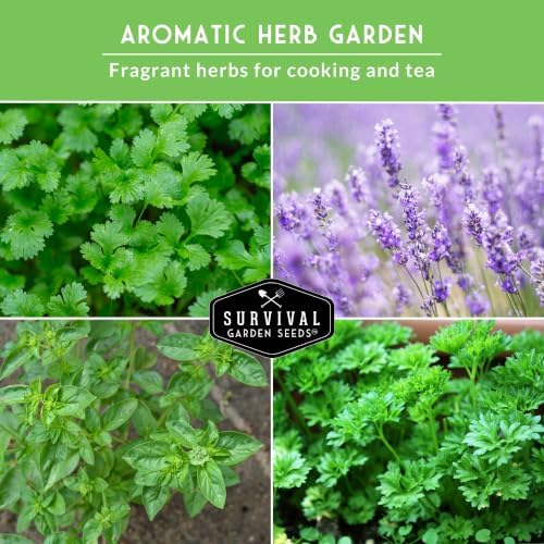 Aromatic Herb Garden Seeds Variety Pack – 5 Popular Heirloom Herbs - Image 4