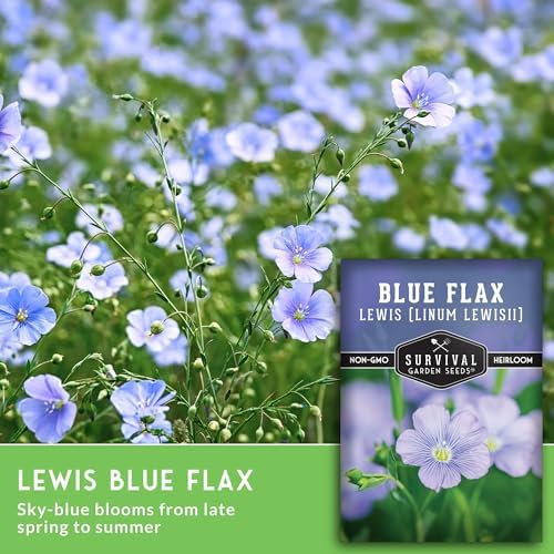 Lewis Blue Flax Seeds for Planting - Survival Garden Seeds (5 Pack) - Image 4