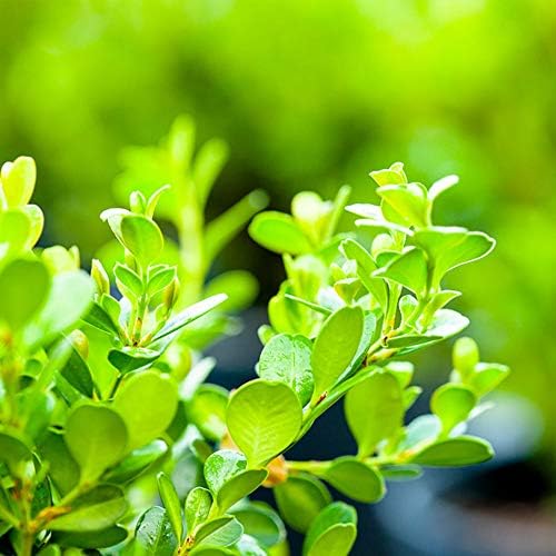 Perfect Plants Japanese Boxwood, 3 Gallon, Live Evergreen Shrub - Image 3
