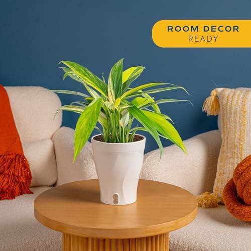 Costa Farms Pothos Amplissimum, Live Indoor Plant, Air Purifying - Image 2