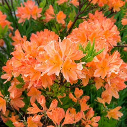 Orange Azalea Live Plant in 4 Inch Pot, Flower Azalea Starter Plant - Image 5