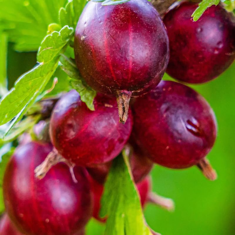 Gooseberry Plant Live, Cold Hardy Berry Bush, 5-10 Inch Tall by HILROQG