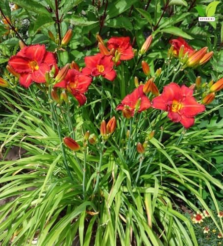 Votaniki Chicago Apache Daylily Bare Root Perennial Plant Scarlet Red Flowers with Yellow Watermark for Full Sun Borders Containers Mass Planting and Pollinator Gardens - Image 3