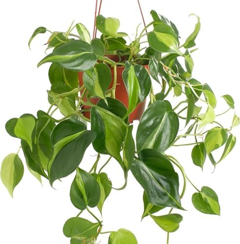 Shop Succulents Brasil Philodenron Heartleaf Hanging Plant, Live Indoor Plant, Easy Care Hanging Ivy Houseplant in Nursery Pot, Air Purifying Plant in Soil, Housewarming, Home Décor, Trails 2-4 Feet - Image 3