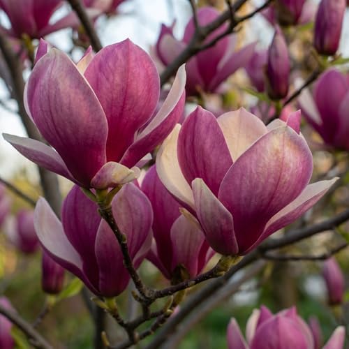 Jane Magnolia Flower Tree Live Plant, Spring Bloom Tree, 2.5'' Pot - Image 6