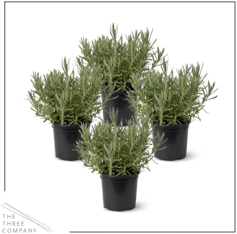 Herb - Lavender (4 Pack), Live Fragrant Herb, Aromatherapy, Wellness - Image 3