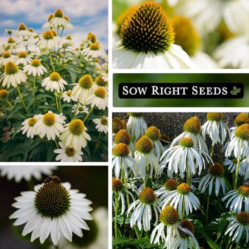 Sow Right Seeds- White Coneflower Seed for Planting Your Own Perennials 3pk - Image 4