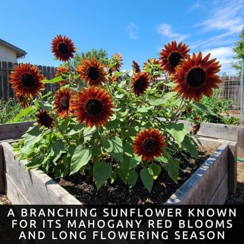 100 American Beauty Sunflower Seeds | Red Sunflowers for Planting - Image 4