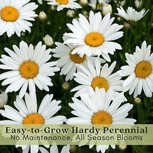 Clovers Garden Salvia (Meadow Sage) Plants – Two (2) Live Plants – Non-GMO - Not Seeds - Each 4" to 8" Tall – in 4" Inch Pots – Hardy Flowering Perennial, Pollinator Favorite - Image 5