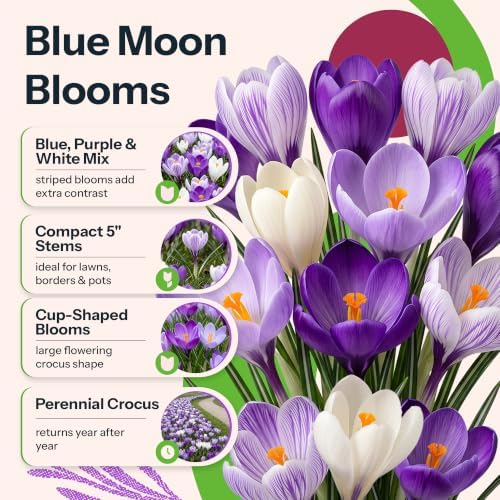 20 Large Flowering Crocus Flower Bulbs Blue Moon Mixture - Image 2