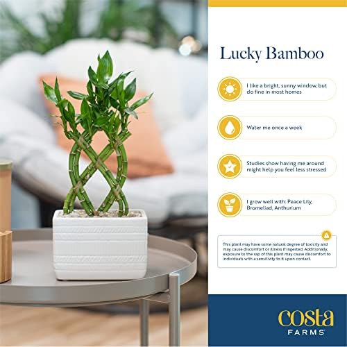 Costa Farms Lucky Bamboo, Live Indoor Plant, Easy Care, Home Decor - Image 5