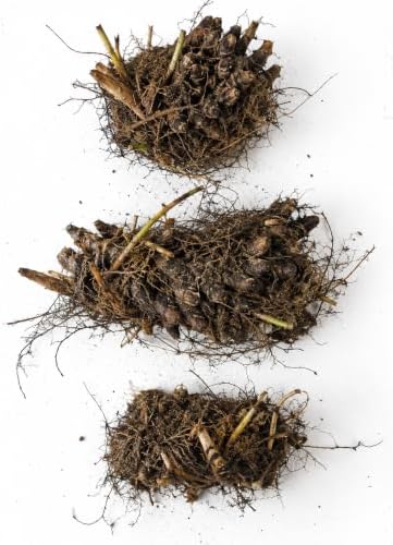 10 Christmas Fern Bare Root Live Plants (Polystichum acrostichoides) - Image 2