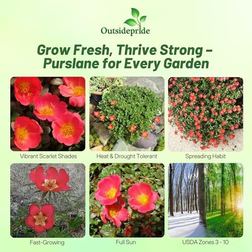 Outsidepride Scarlet Purslane Seeds for Planting - 100 Pcs Annual, Easy to Grow, Vitamin-Rich & Drought Tolerant Succulent Seeds for Culinary, Xeriscaping, Containers & Hanging Baskets - Image 2