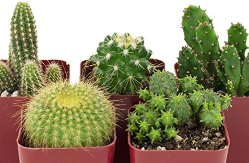 Shop Succulents | Can't Touch This Collection | Assortment of Hand Selected, Fully Rooted Live Indoor Cacti Plants, 5-Pack - Image 3