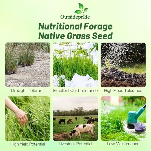 Outsidepride Switchgrass Seed - 1 lb. Perennial Hardy, Drought & Flood Tolerant Native Grass Seed Ideal Fast-Growing Grasses for Erosion Control, Wildlife Forage & Food Plots, Thrives in Poor Soil - Image 3