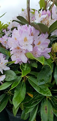 Rhododendron cat. 'Roseum Elegans' (Rhododendron) Evergreen, lavender pink flowers, #2 - Size Container - Image 3