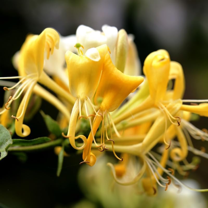 2 Gold White Honeysuckle Bushes Live Plants, Flower Vine, 5-9 Inch Tall - Image 5