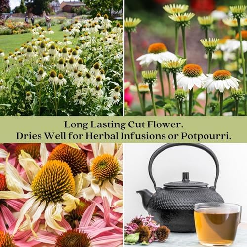 Clovers Garden White Coneflower (Echinacea Primadonna) Plants – Two (2) Live Plants – Non-GMO - Not Seeds - Each 4" to 8" Tall – in 4" Inch Pots – Hardy Flowering Perennial, Pollinator Favorite - Image 6