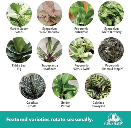 Altman Plants Deluxe Houseplants (3 Pack), Assorted Popular Live Indoor Plant Varieties, Easy Plant Care, 4.25 in Pots - Image 5