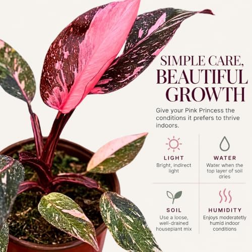 Philodendron Pink Princess Live Plant - Rare Variegated Indoor Houseplant - Image 4