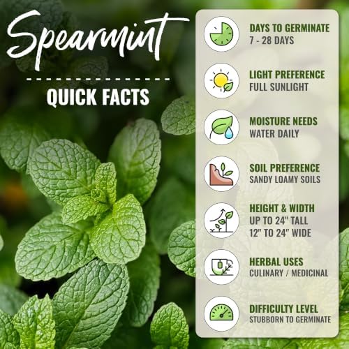 Seed Needs Spearmint Seeds to Plant an Herb Garden - 2 Packs - Image 4