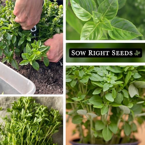 Sow Right Seeds - Greek Sweet Basil Seed for Planting in Your Herb Garden - Image 4