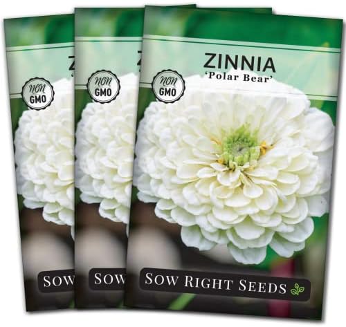 Sow Right Seeds-Zinnia Polar Bear Seed for Planting White Flower Garden 3pk by SowRightSeeds