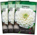 Sow Right Seeds-Zinnia Polar Bear Seed for Planting White Flower Garden 3pk by SowRightSeeds