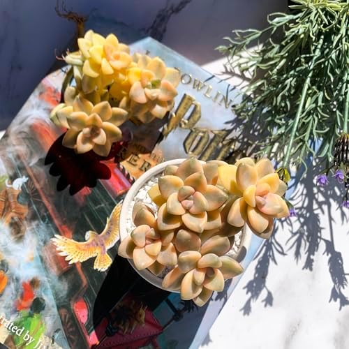 Graptoveria Paraguayense Bernalense Variegated Succulent, 3" Cluster - Image 7