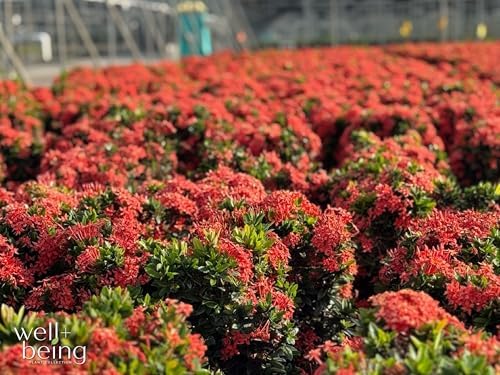 Nature’s Way Farms Ixora Taiwanese Red Outdoor Flowering Live Shrub (25-30in Tall) in Grower Pot - Image 2