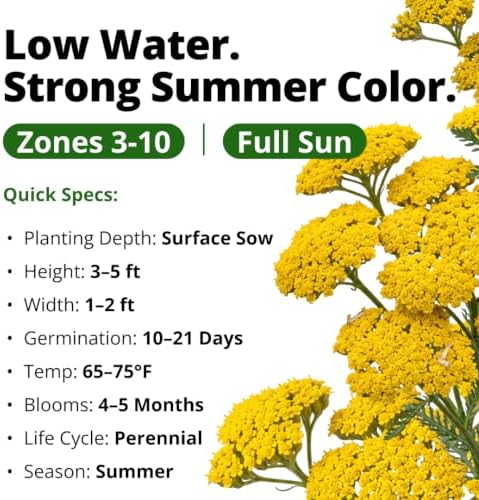 HOME GROWN Yarrow Seeds, Gold, 1,600 Seeds, Achillea filipendulina - Image 3
