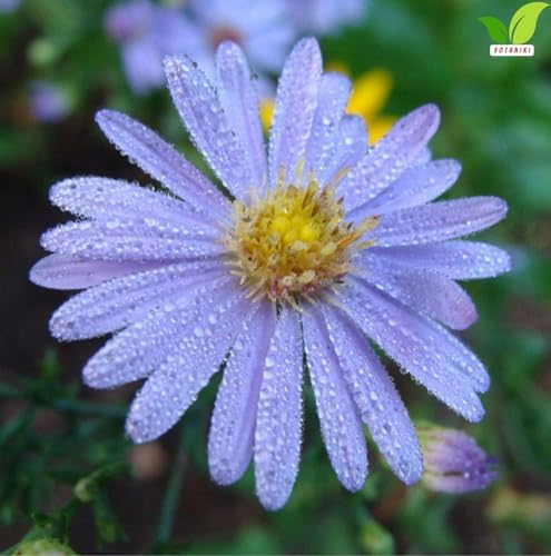 Votaniki Aster Bluebird #1 Size Bare Root Perennial Lavender Blue Flowering Plant for Garden Beds Borders Pollinator Friendly Late Season Bloom Full Sun Outdoor Planting (Pack of 5) - Image 2