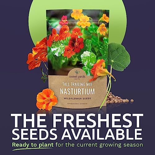 Nasturtium Seeds – Mixed Colors – Bulk Quarter Pound Bag – Over 900 Open Pollinated Non-GMO Flower Seeds – Tropaeolum majus - Image 2