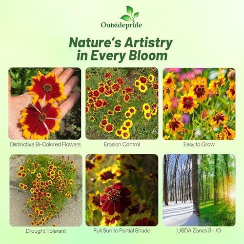 Outsidepride Plains Coreopsis Seeds - 5 lbs. Annual, Drought & Humidity Tolerant, Flower Seeds for Planting Vibrant Bicolored Blooms, Ideal for Xeriscaping and Low Maintenance Gardens - Image 2