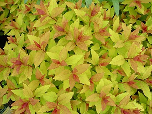 Spiraea jap. 'Magic Carpet' (Spirea) Shrub, #3 - Size Container - Image 3