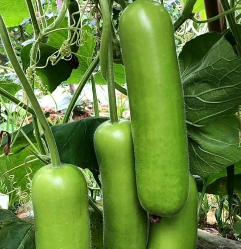 15pcs Long Bottle Gourd Cucuzzi Seeds Opo Asian Calabash Melon Squash by seedsofstrength