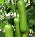 15pcs Long Bottle Gourd Cucuzzi Seeds Opo Asian Calabash Melon Squash by seedsofstrength