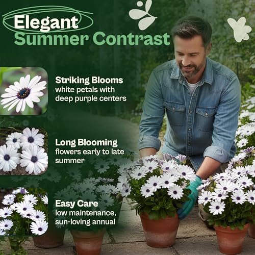 SVI 250 Cape Daisy Seeds (Osteospermum ecklonis) – African Daisy Seed Packets, Heirloom Daisies Flower Seed with Purple Eyes – Long Blooming Annual Cut Flower Seeds Packets, Outdoor Garden, Containers - Image 3