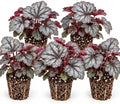 5 Silver Scrolls Coral Bells Live Plant Plugs, Heuchera Shade Perennial by CZGrain