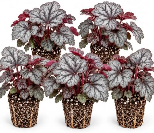 5 Silver Scrolls Coral Bells Live Plant Plugs, Heuchera Shade Perennial by CZGrain
