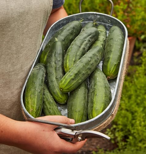 Burpee 'Marketmore 76' Slicing Cucumber Seeds, 125 Non-GMO seeds, Heirloom - Image 3