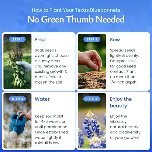 Texas Bluebonnet Seeds for Planting, 750+ Flower Seeds, Covers 200 Sq Ft - Image 4