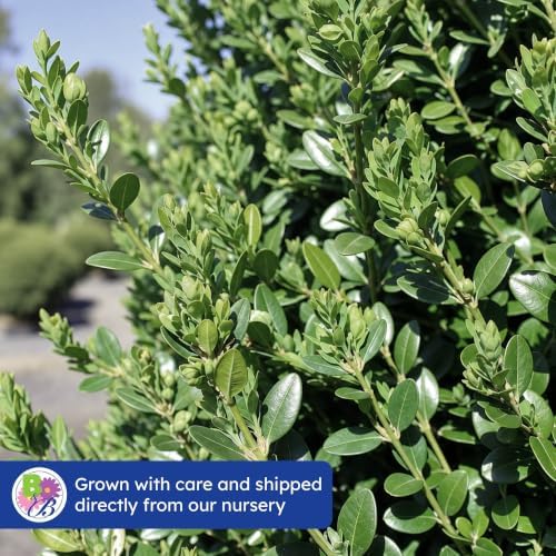 Green Mountain Boxwood, Live Evergreen Shrub, 3 Gallon - Image 7