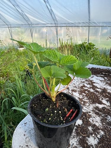 Rare Live White Pineberry Strawberry Plant - Non-GMO Fruiting Shrub in 4-Inch Nursery Pot – Creamy White Fruit with Red Seeds – Sweet & Tropical Flavor for Home Gardens and Patio Containers - Image 2