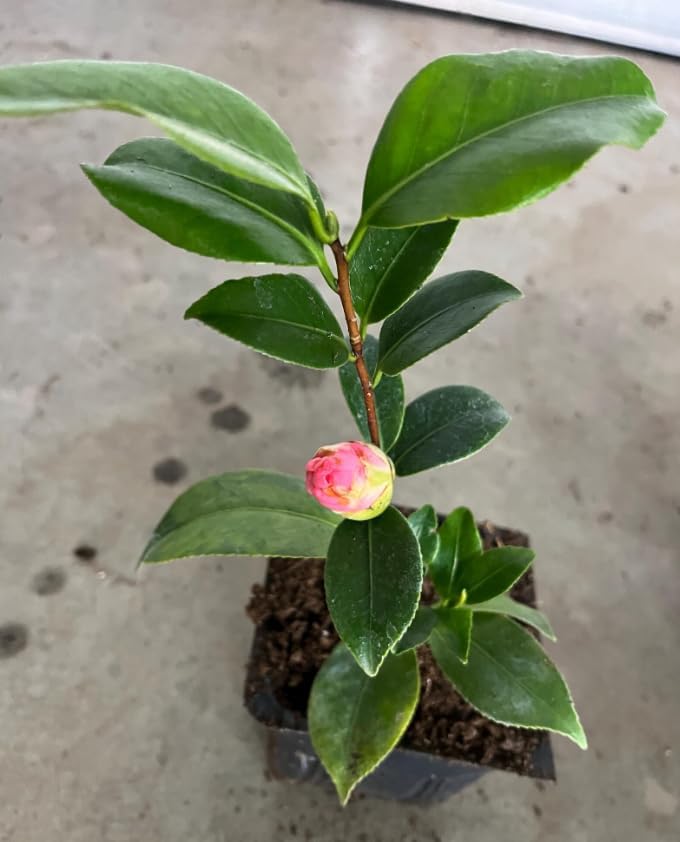 Camellia Live Plants Pink Tea Flowers Shrub Camellia Japonica Tree Fragrant Flower Woody Shrub 4" Pot - Image 4