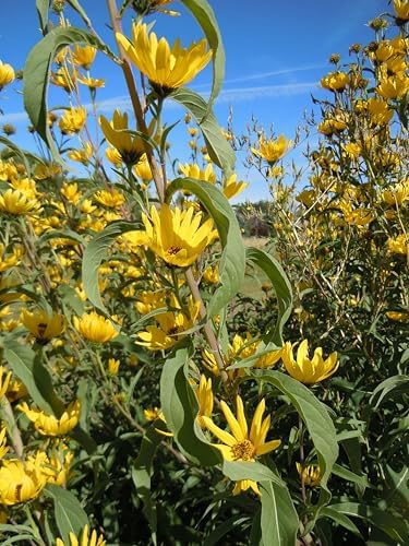 Maximilian Sunflower Seeds - 6000+ Count - for 2026 Planting Prairie Sunflower Perennial Wildflower Drought Tolerant Deer Resistant Tall Yellow Flower Grow Your Own Home Farm Patio - Image 5