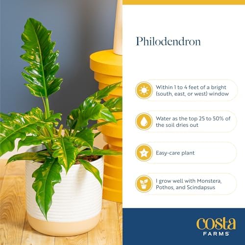 Costa Farms Ring of Fire Philodendron, Live Indoor Plant, Tropical - Image 5