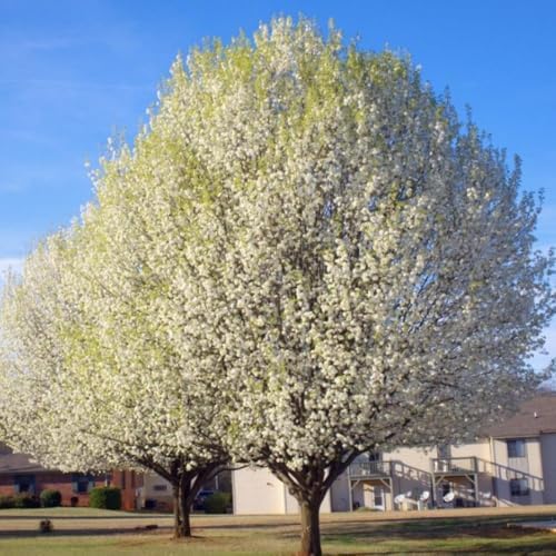 Snow Cherry Blossom Tree, Ornamental Plant Live, 6-12" Tall, in Pot - Image 6