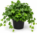 Pack of 2 Plants in a Pot English Ivy Plants Live, Green Vine Plants 3 to 5 Inch Tall, Trailing Foliage Plants for Indoor and Outdoor Garden, No in CA by HARINI